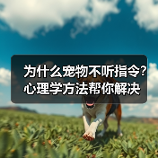 为什么宠物不听指令?心理学方法帮你解决(图1) 为什么宠物不听指令?心理学方法帮你解决(图1)