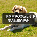 狗狗不听话怎么办?科学方法帮你搞定(图2) 狗狗不听话怎么办?科学方法帮你搞定(图2)