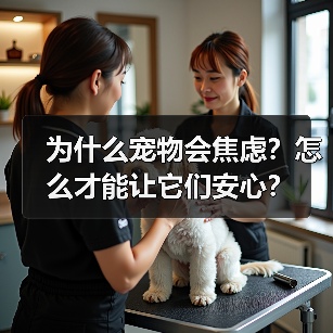 为什么宠物会焦虑？怎么才能让它们安心？