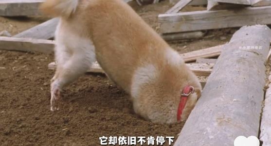抖音TVapp最新版本